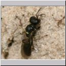 Crossocerus sp - Grabwespe 05b 5-6mm.jpg